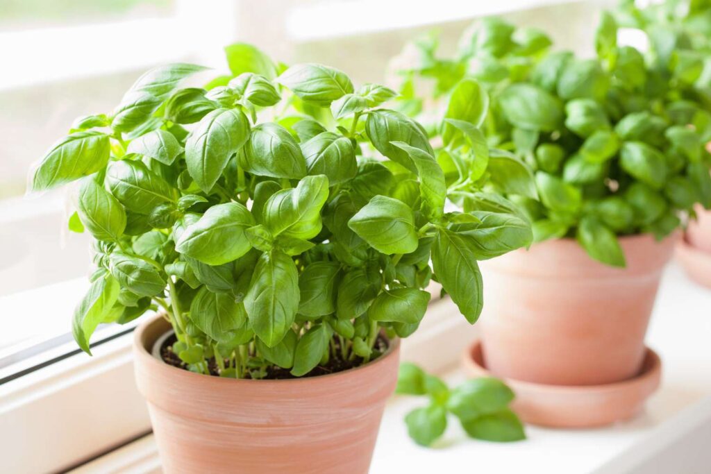 Varieties of Basil