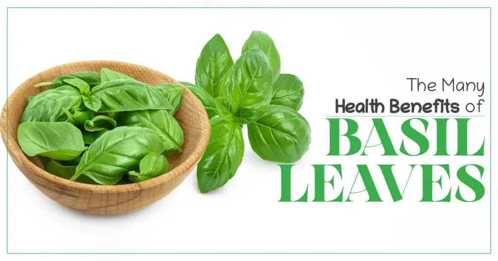 HEALTH BENEFITS OF BASIL