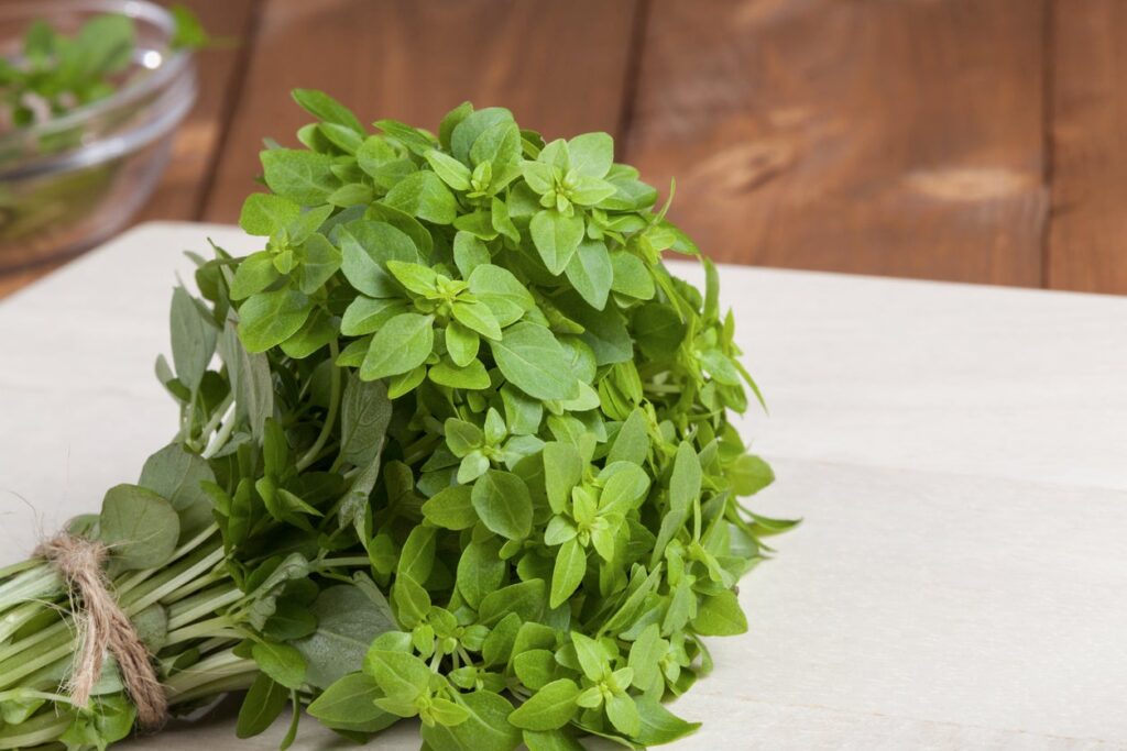 Greek Basil