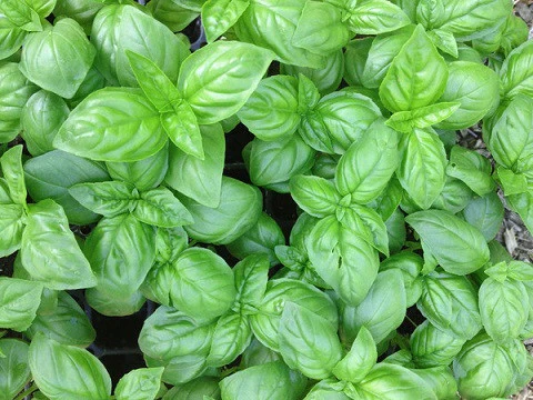 Genovese Basil