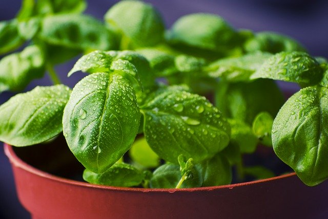 Sweet Basil