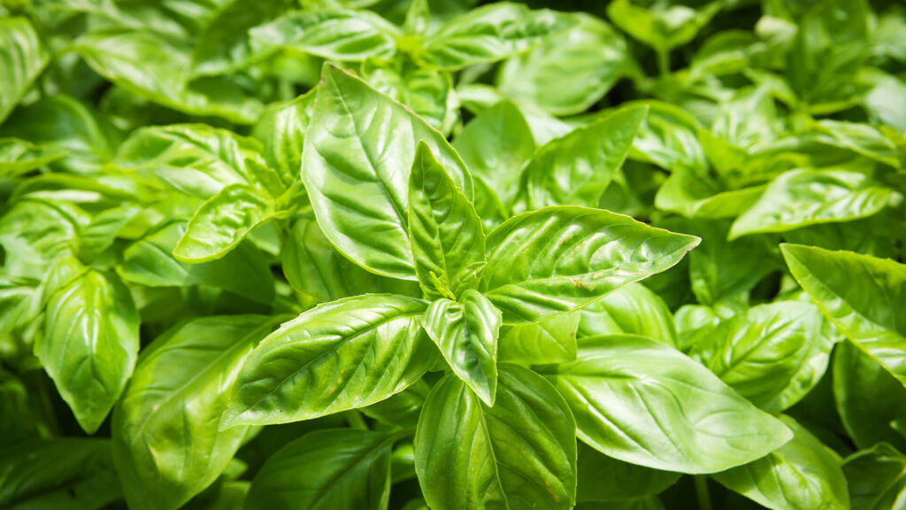 Sweet Basil