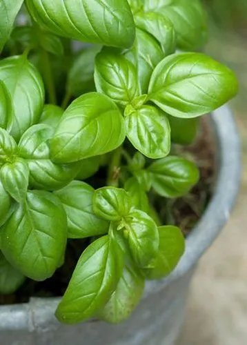 BASIL: THE KING OF HERBS