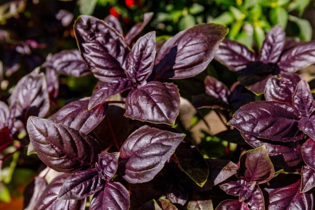 Purple Basil