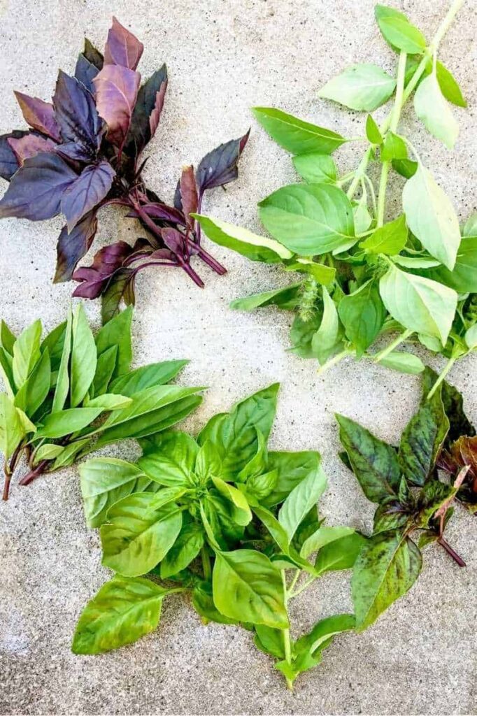 Buying Guide for Basil and Other Ingredients