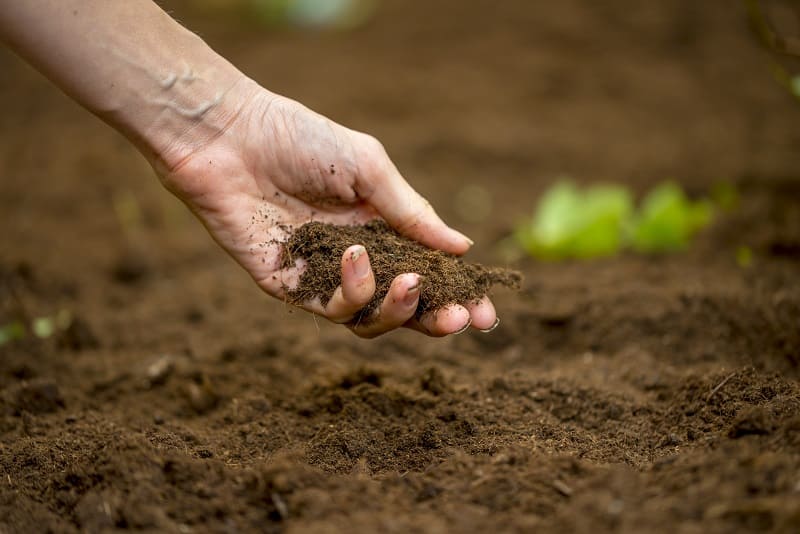 Soil Requirements Gardening and Growing Basil for Pesto