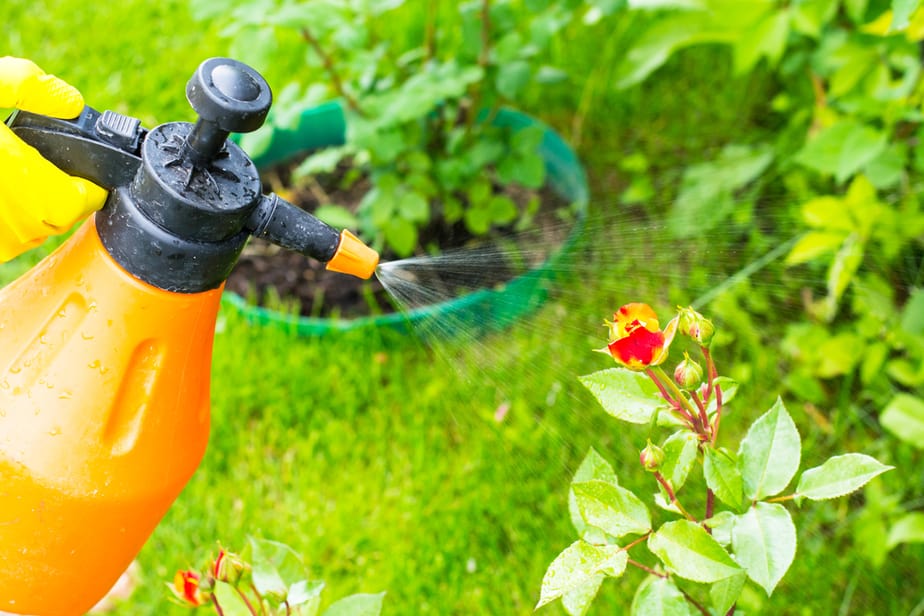 Organic Pest Control Methods