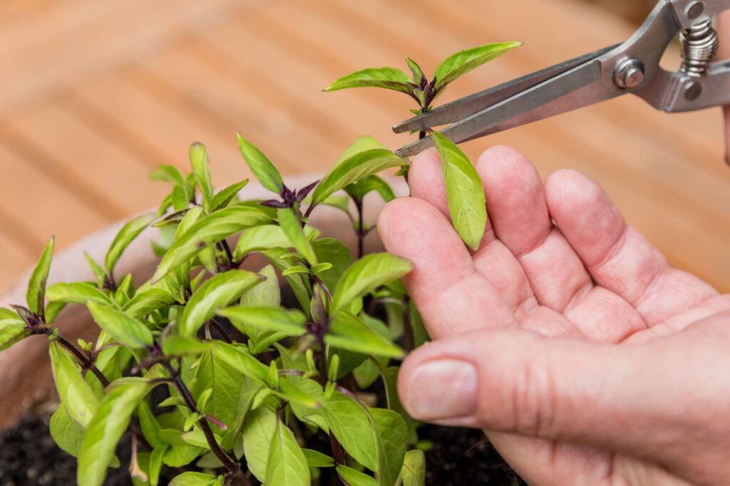 HARVESTING BASIL