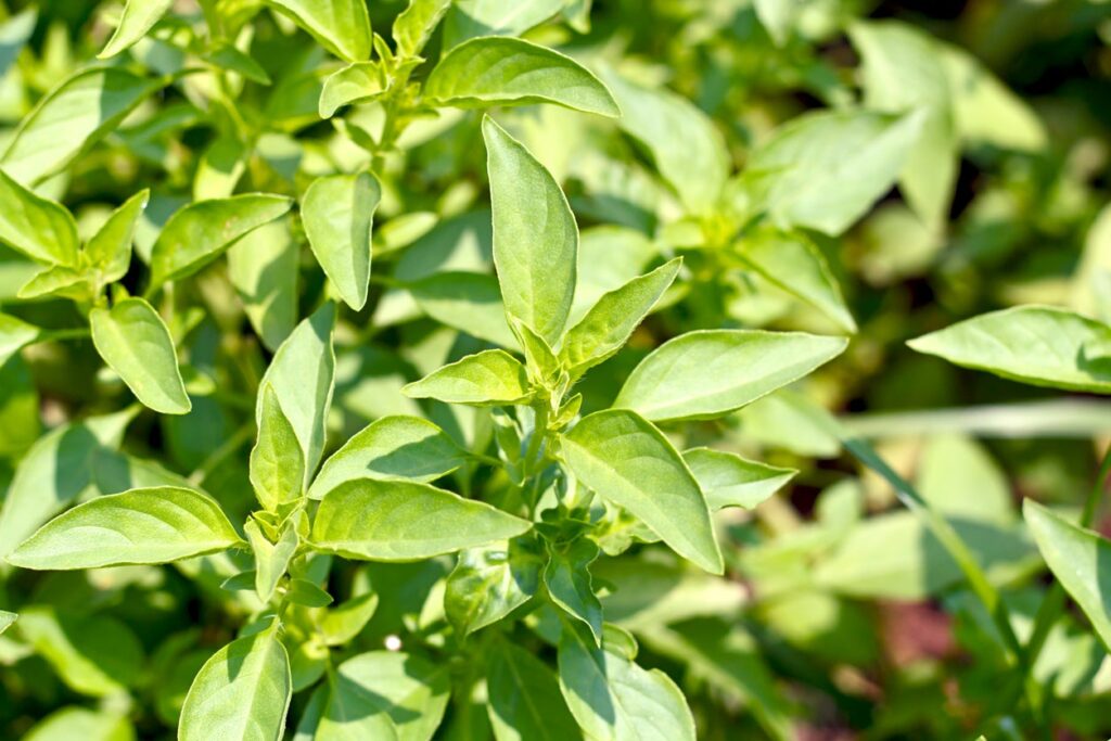 Lemon Basil