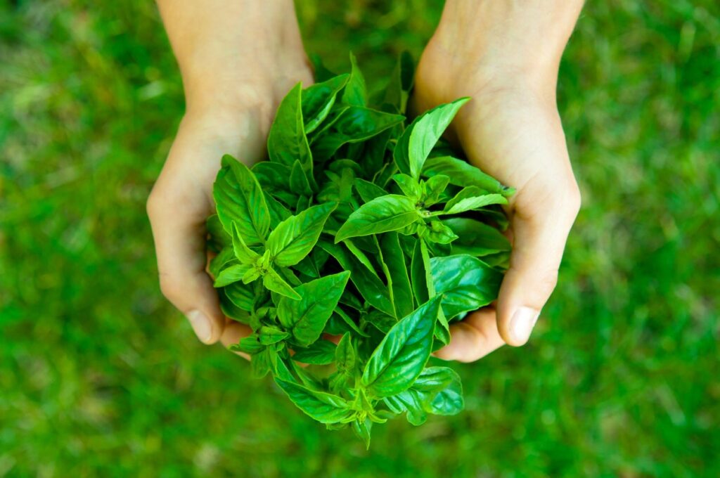 Gardening and Growing Basil for Pesto: Seasonal Care Tips