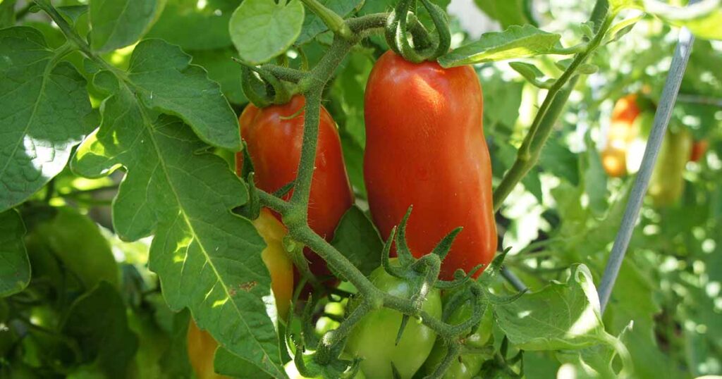 SAN MARZANO TOMATOES