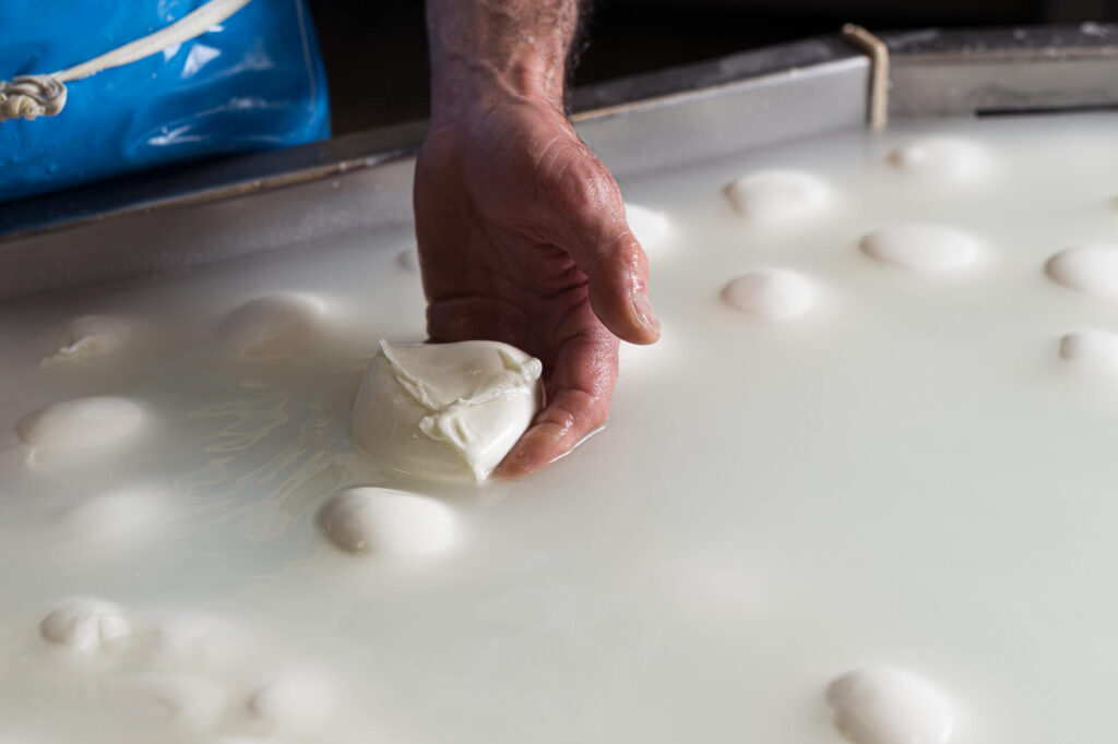 HOW MOZZARELLA DI BUFALA IS MADE