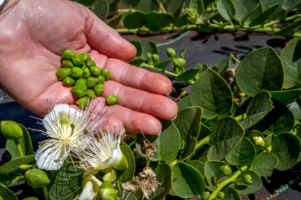 HOW CAPERS ARE GROWN AND HARVESTED