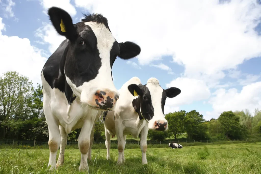 The cow's-milk version tasted like a polite approximation.