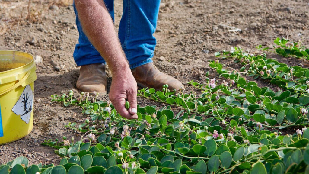 capers hand-harvested from Capparis spinosa plants grown on Pantelleria