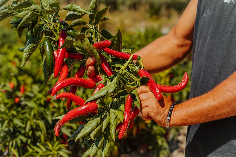 THE HISTORY OF CALABRIAN CHILI PEPPERS