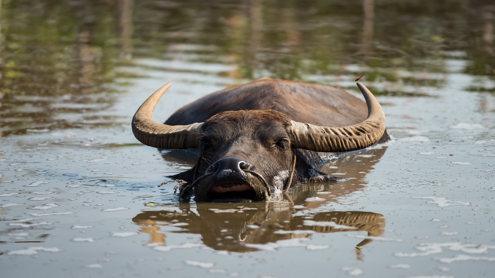 Water buffalo