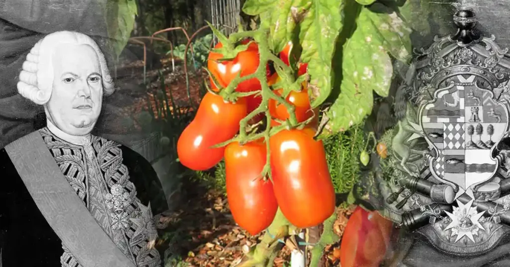 THE HISTORY AND ORIGIN OF SAN MARZANO TOMATOES