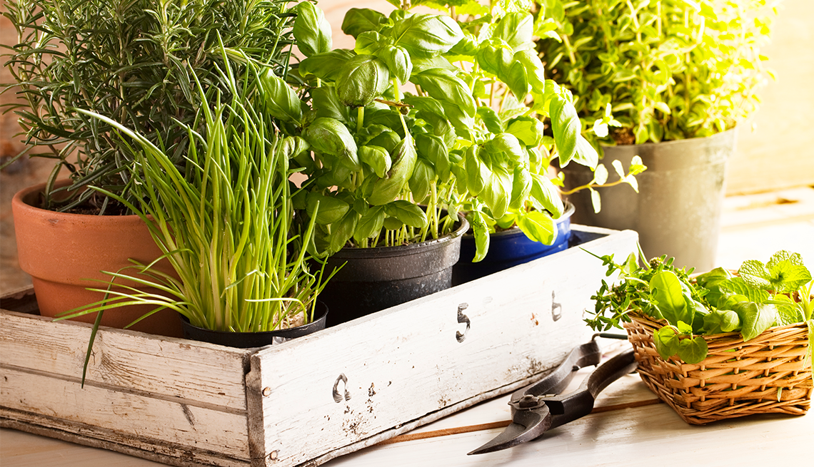 Growing Different Types Of Herbs