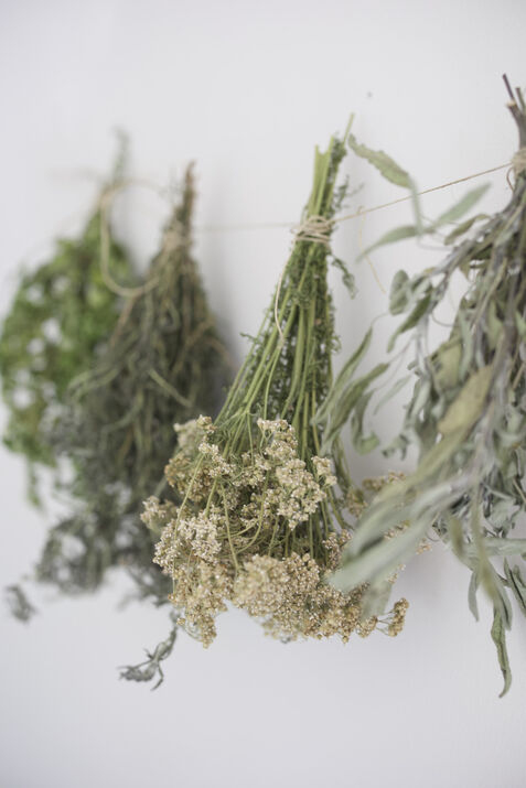 Drying Herbs