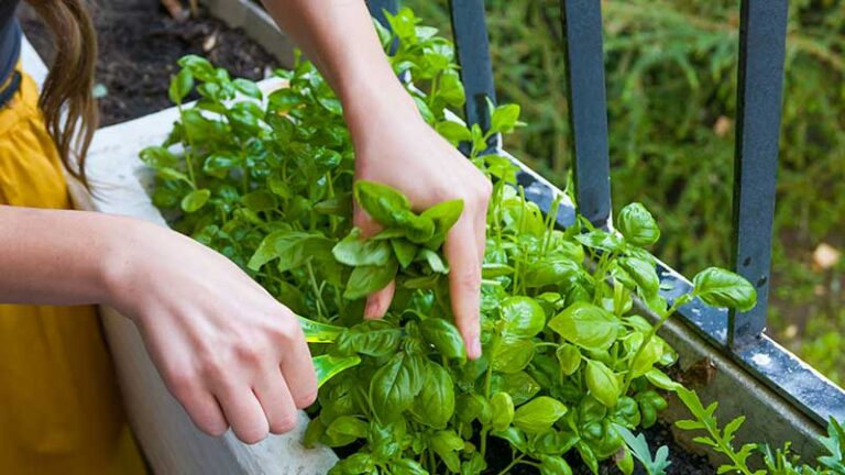 Gardening and Growing Basil for Pesto